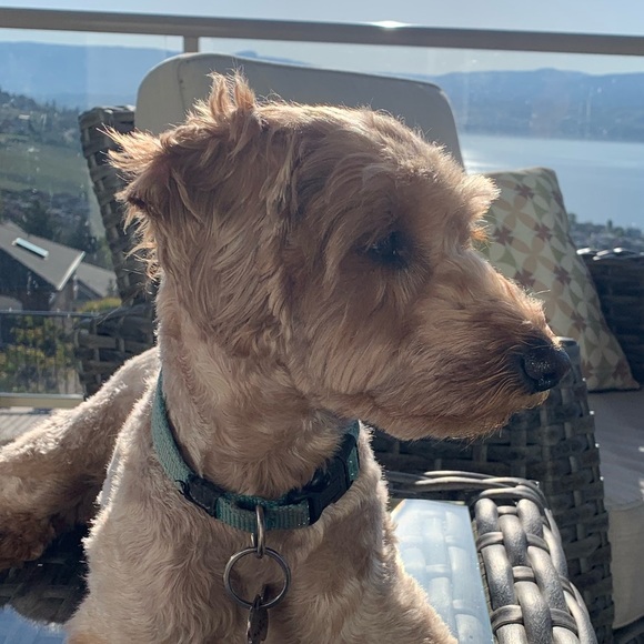 Meet your Posher, Kevon - Picture 1 of 1